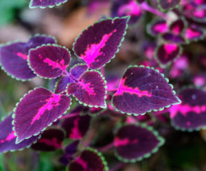 Balkon w cieniu to nie problem. Oto 13 roślin, które go ożywią