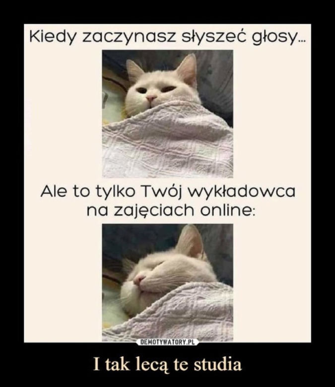 Światowy Dzień Kota 2022. Zobacz najśmieszniejsze obrazki i MEMY z kotami! 