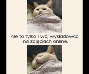 Światowy Dzień Kota 2022. Zobacz najśmieszniejsze obrazki i MEMY z kotami! 