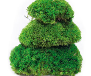 Green Decor