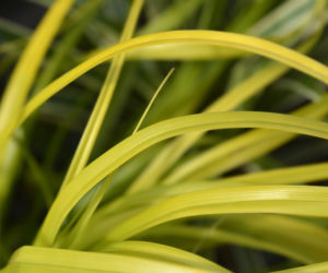 Turzyca japońska  'Everillo'