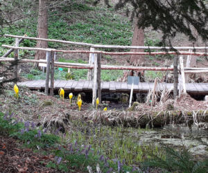Wiosna budzi się w Arboretum w Bolestraszycach