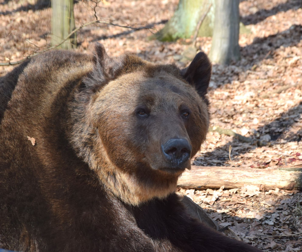 Niedźwiedź Baloo wybudził się z pierwszego w swoim życiu snu zimowego 
