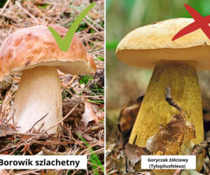 Borowik a goryczak