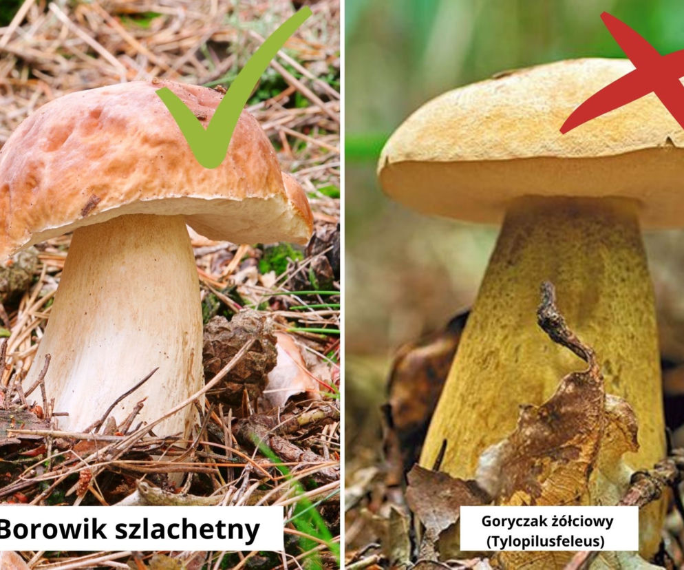 Borowik a goryczak