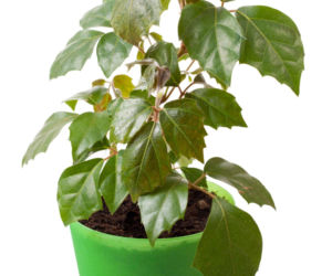 Cissus