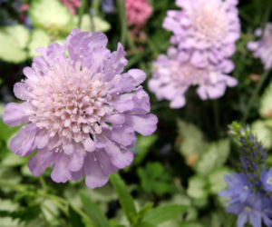 Driakiew purpurowa