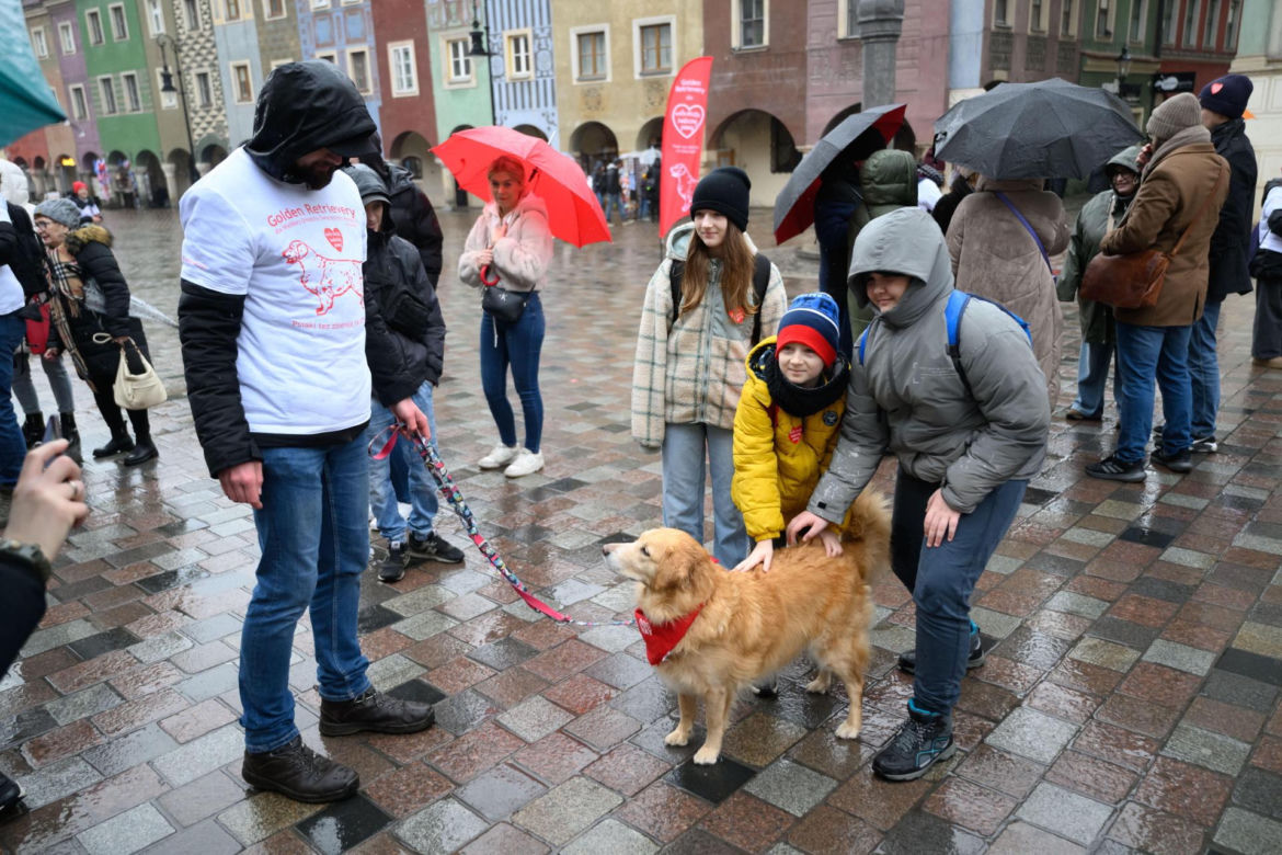Poznań. Pokaz wyszkolenia psów z grupy „Golden Retriever WOŚP w Poznaniu” podczas 33. Finału Wielkiej Orkiestry Świątecznej Pomocy