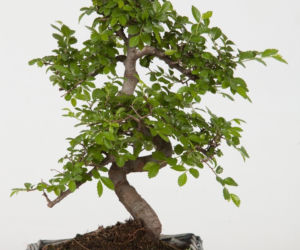 bonsai