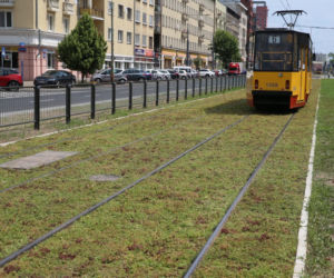 Torowisko na Grochowskiej w końcu pokrył rozchodnik