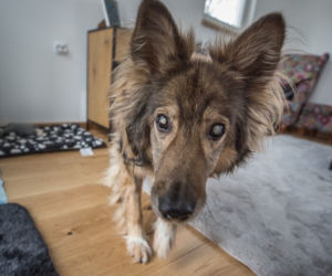 Psy czekają na adopcję w przemyskiej psiej wiosce [ZDJĘCIA]