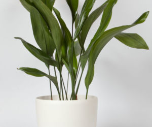 Aspidistra wyniosła