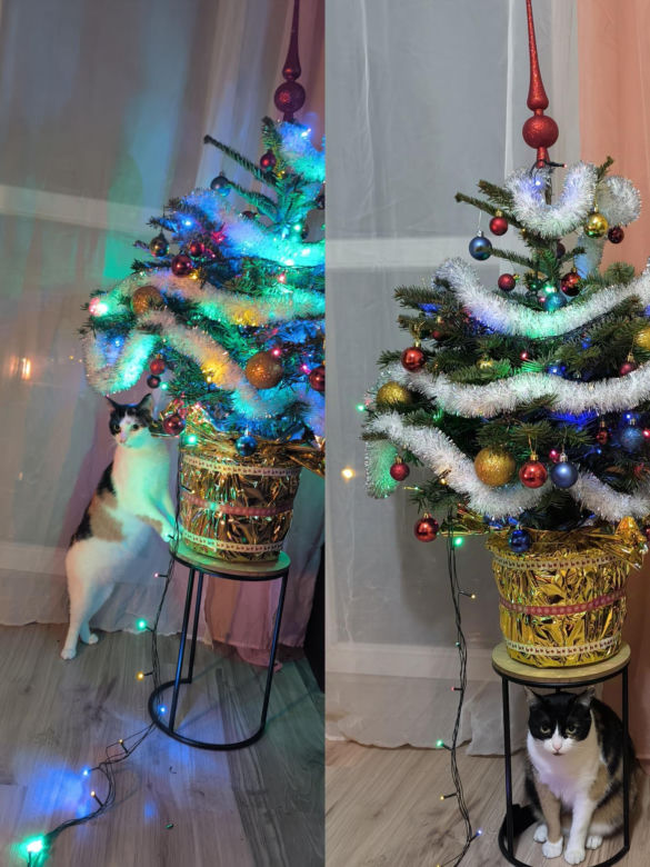 Choinki naszych Czytelników. Taki klimat tylko w woj. lubelskim!