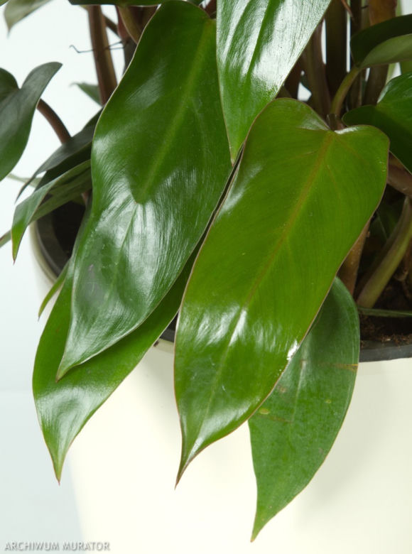 Filodendron