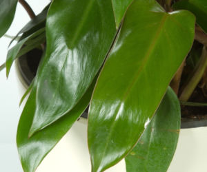 Filodendron
