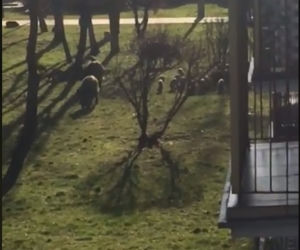 Wataha dzików w Toruniu! Zaatakowały na Rubinkowie