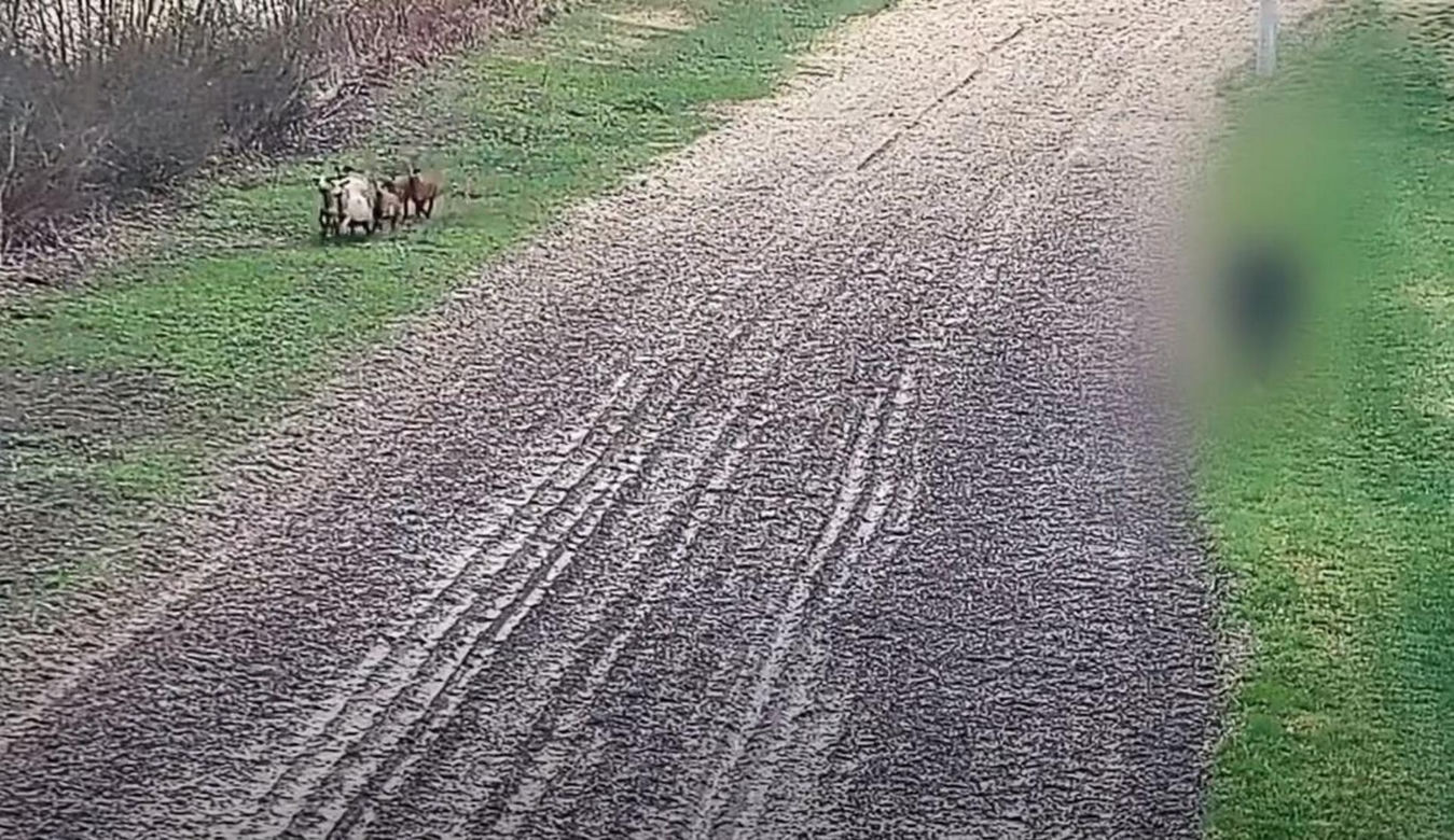 Alarm na granicy polsko-ukraińskiej. Przekroczyło ją... stado owiec