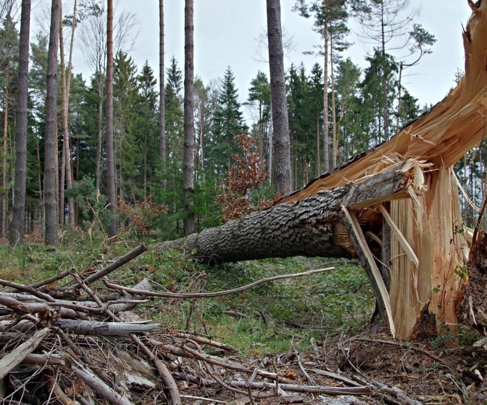 SILNY WIATR na Lubelszczyźnie! IMGW ostrzega przed WICHURAMI [PROGNOZA POGODY]