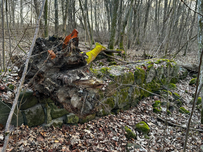 Rzeźba warta fortunę znaleziona w domu celebrytki? Nowe ustalenia po ćwierć wieku