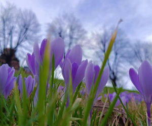 Pierwsze krokusy w Szczecinie