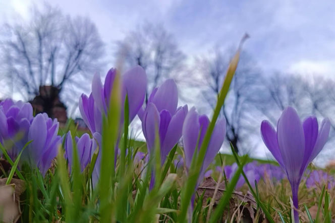 Pierwsze krokusy w Szczecinie