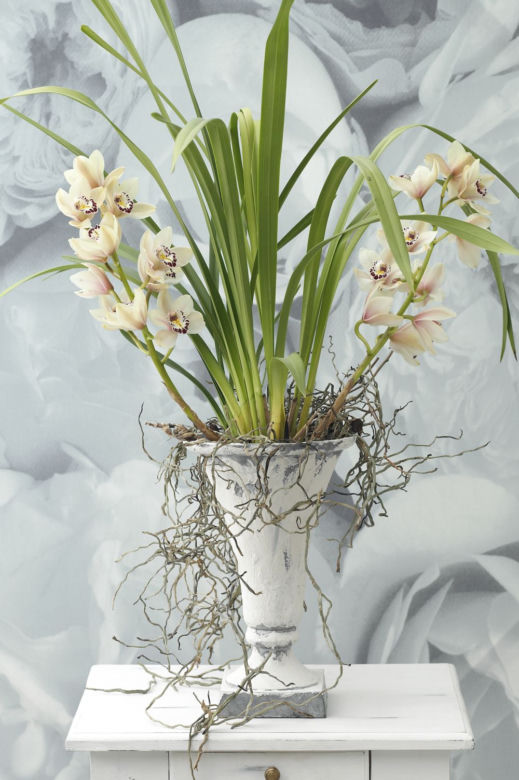 Cymbidium