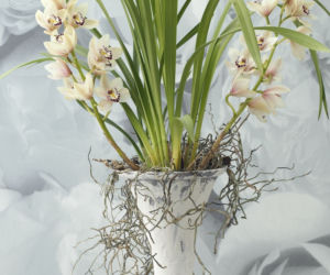Cymbidium