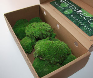 Green Decor