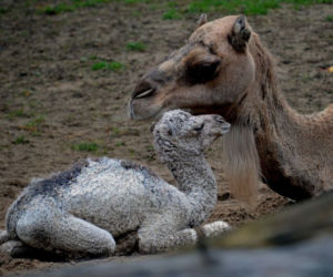 Wielbłądziatko przyszło na świat we wrocławskim zoo