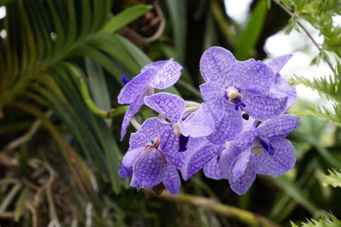 Storczyk Vanda