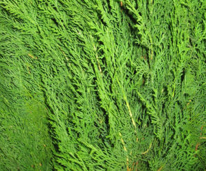 Biota wschodnia 'Smolin'