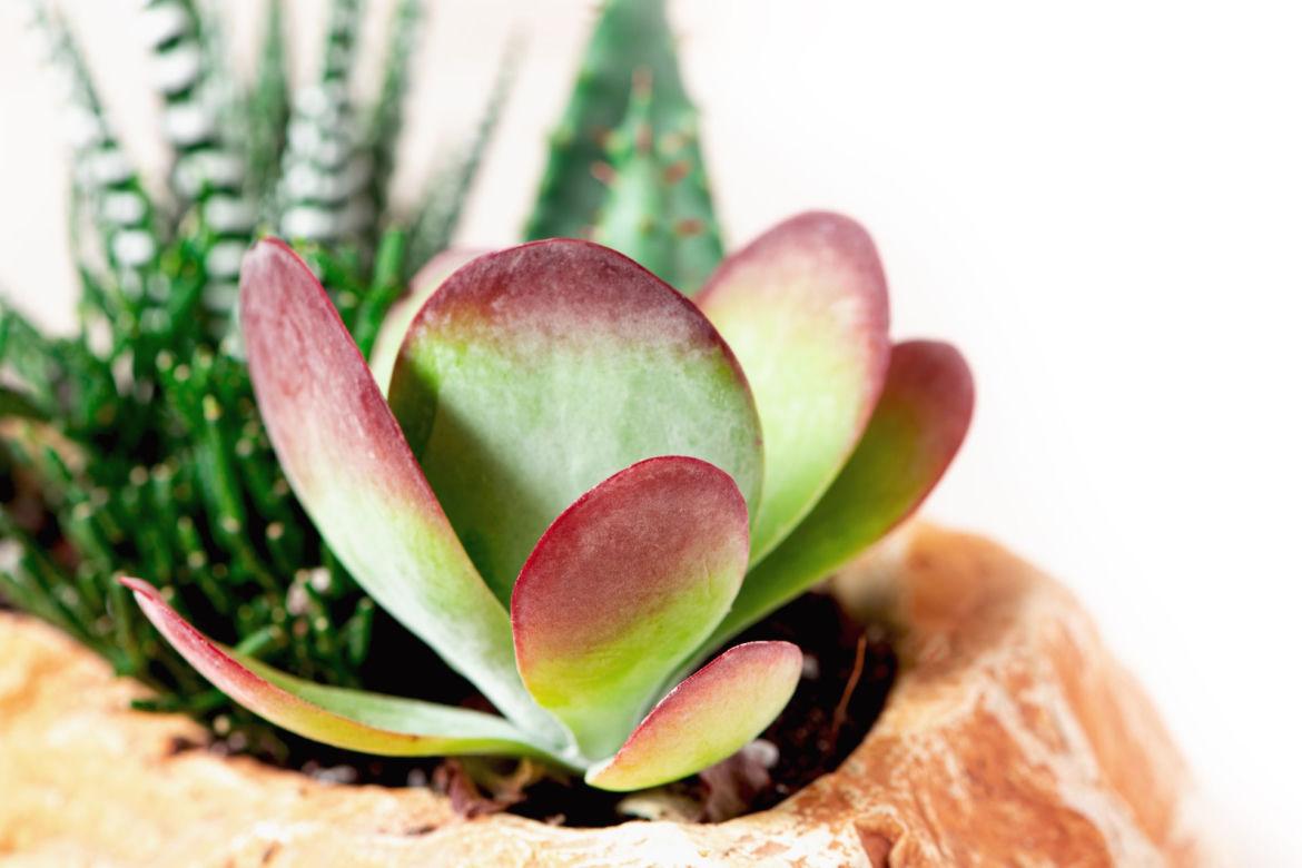 Kalanchoe wiechowate