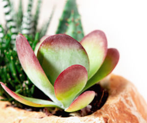 Kalanchoe wiechowate