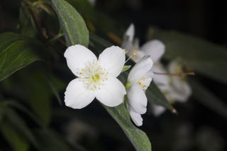 Jaśminowiec drobnolistny - Philadelphus microphyllus