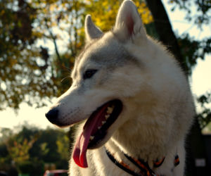 Husky opanowały Psi Park! [GALERIA]