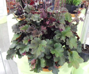 Żurawka ‘Alesia’