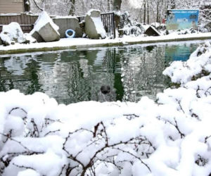 Zimowe harce na śniegu - zwierzaki z płockiego zoo szaleją ZOBACZ ZDJĘCIA!