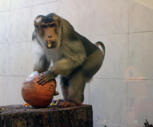 Halloween w łódzkim zoo