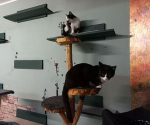 Kociarnia w Lesznie szykuje się do zimy. Potrzebny opał i karma