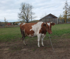 Bohaterka dwa razy uciekła krowokradom