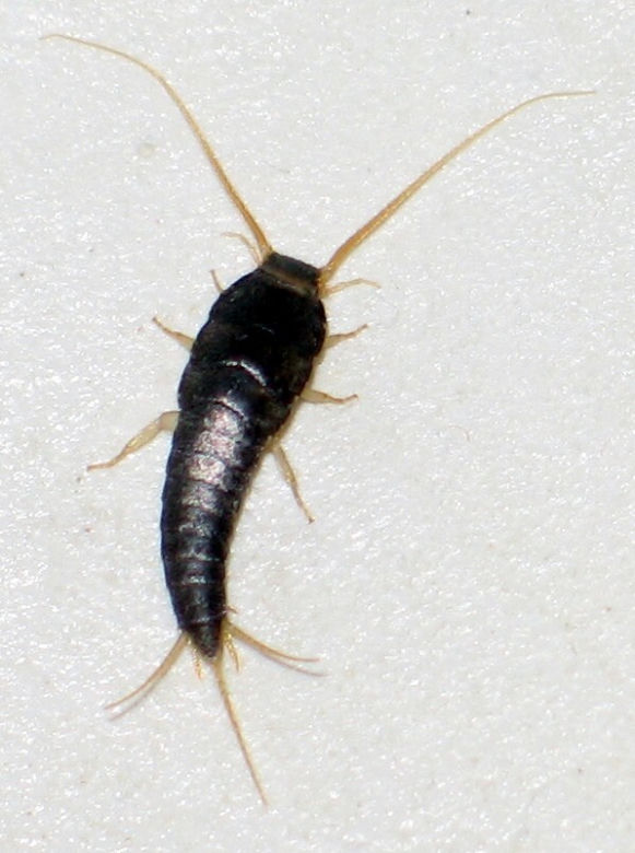 Rybiki cukrowe