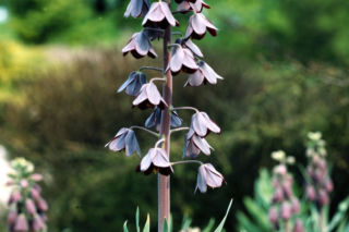 Szachownica perska - Fritillaria persica