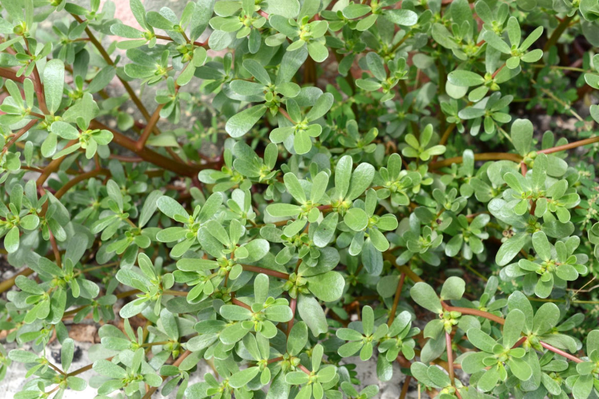Portulaka pospolita