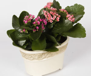 Kalanchoe Blossfelda