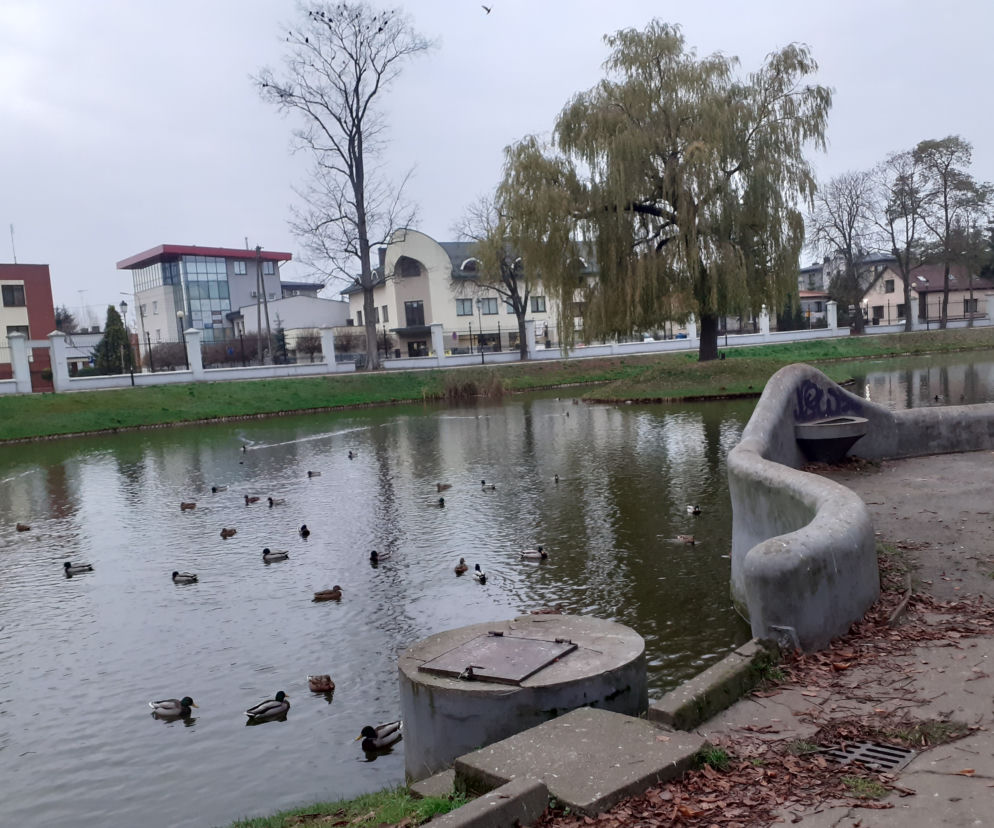 Staw w siedleckim parku Aleksandria w listopadzie