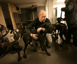 11 dogów niemieckich na granicy polsko-ukraińskiej