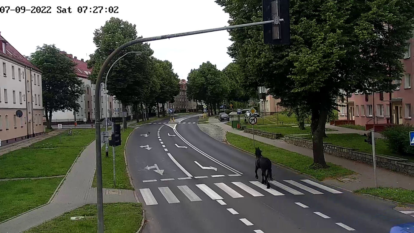 Konik na gigancie. Niecodzienna akcja w centrum Szczecinka