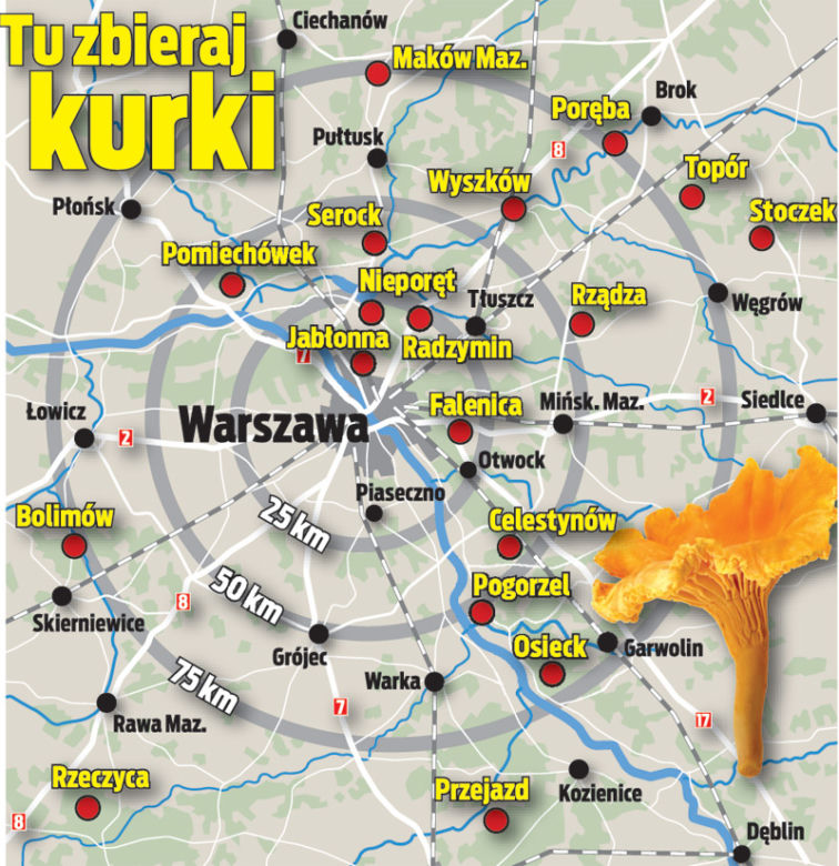 Tu nazbierasz pysznych kurek