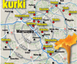 Tu nazbierasz pysznych kurek