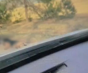 72-latek ciągnął psa za motorowerem. Zwierzę nie przeżyło